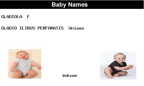 gladio-ilibus-perforatis baby names